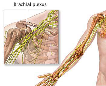 brachial plexus nursing-resource