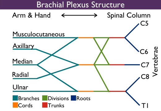 brachial plexus structure